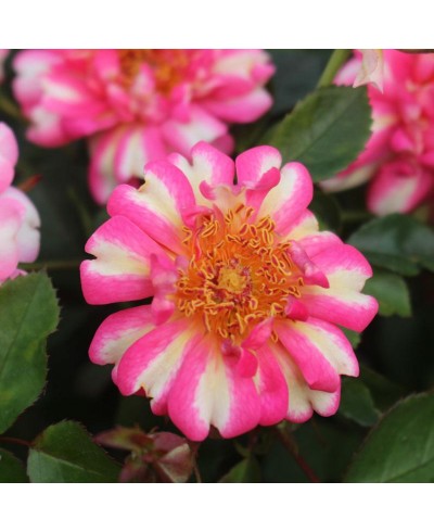 Grain de Malice ® (Miss)