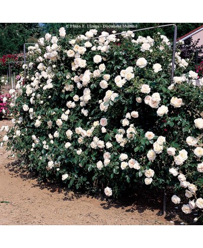 Mon jardin ma maison ®