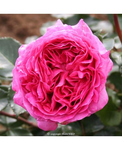 Bernadette Lafont ®