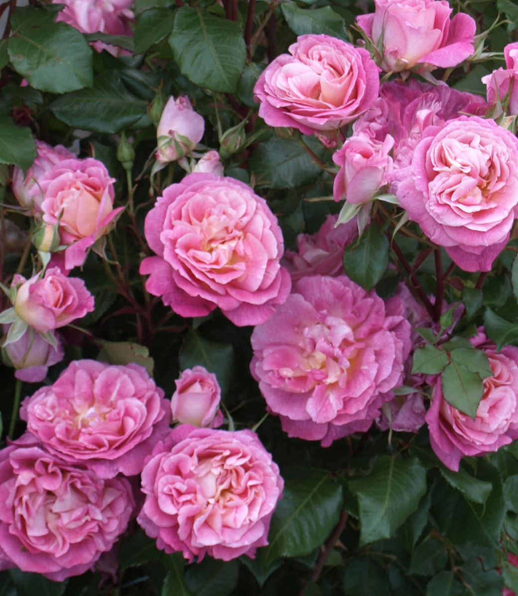Agnes B® – Image 2