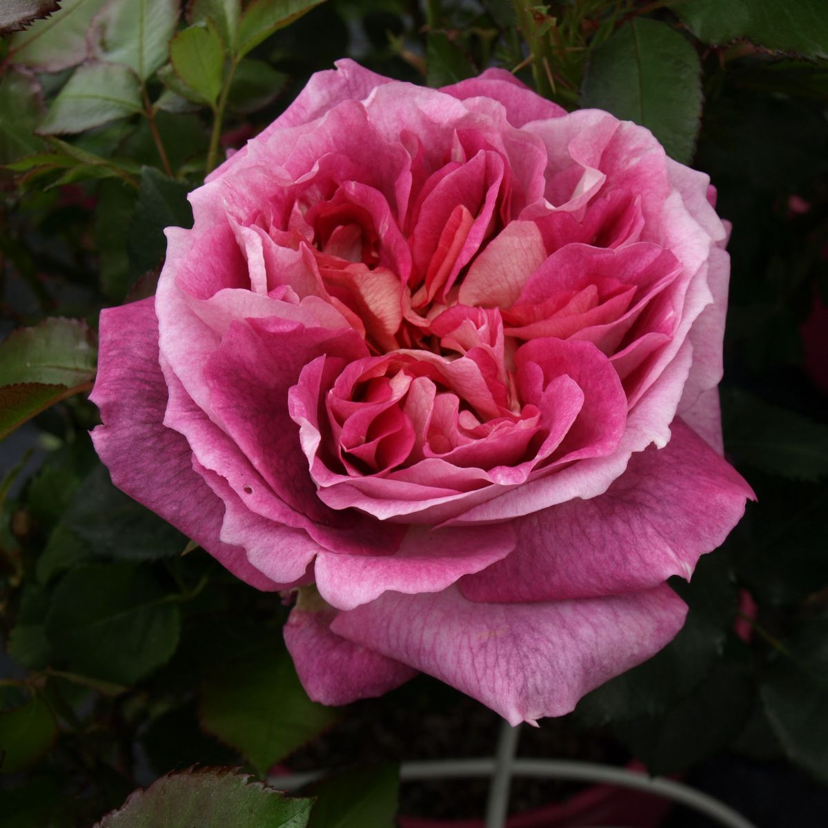 Agnes B® – Image 3