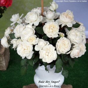 Baie Des Anges®