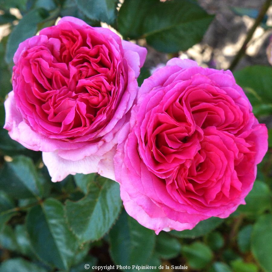 Bernadette Lafont® – Image 2