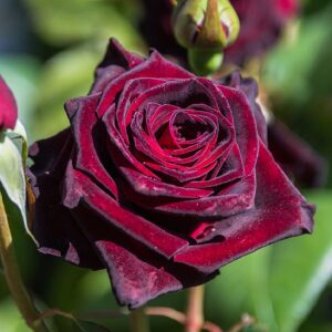 Black Baccara®