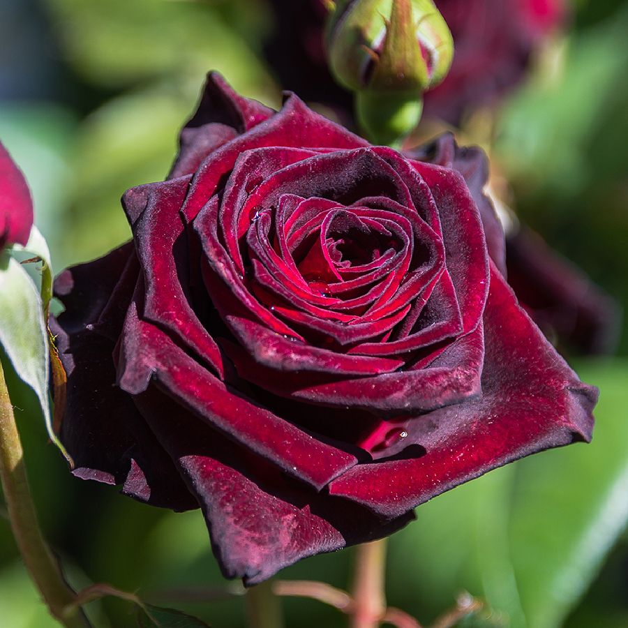 Black Baccara®
