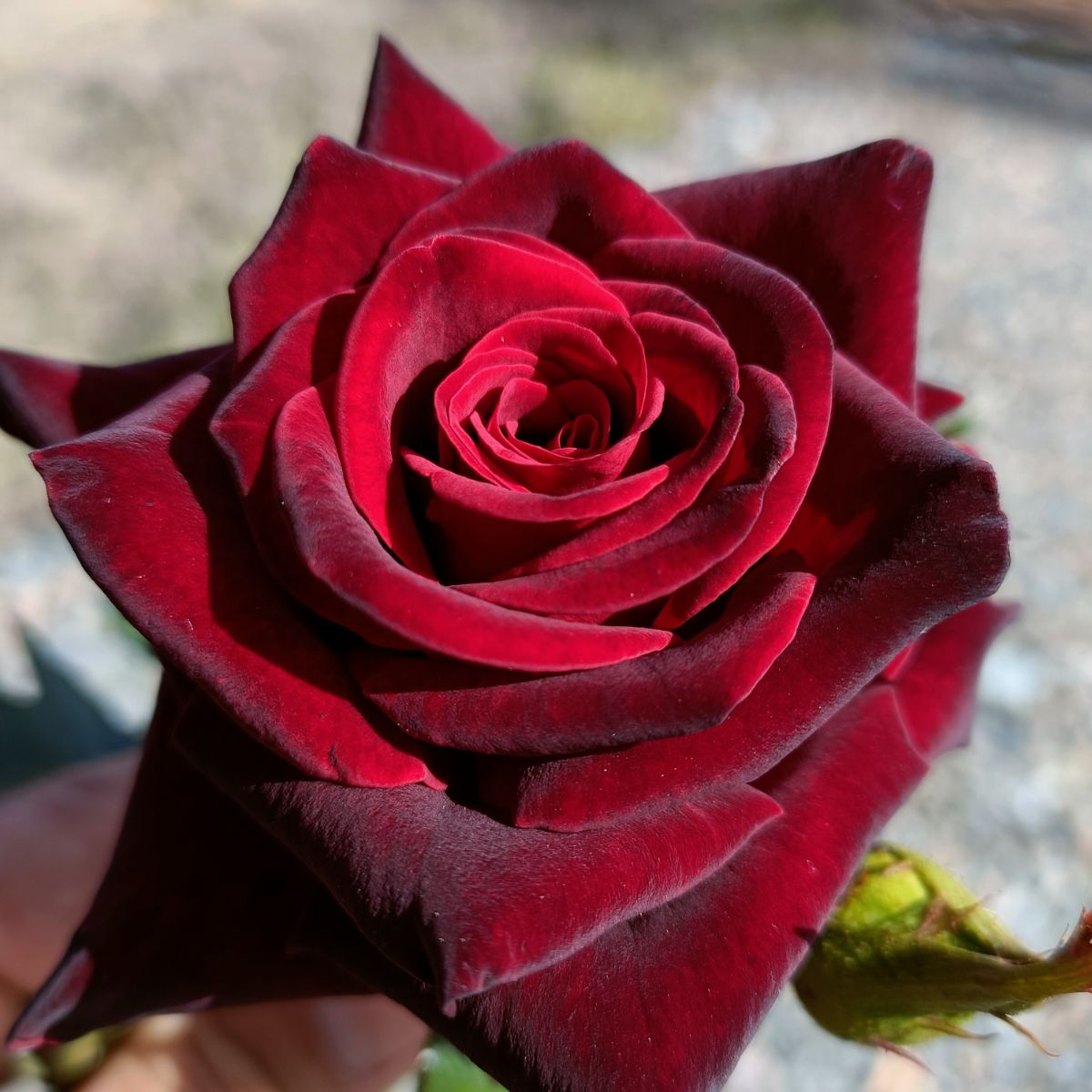 Black Baccara® – Image 2