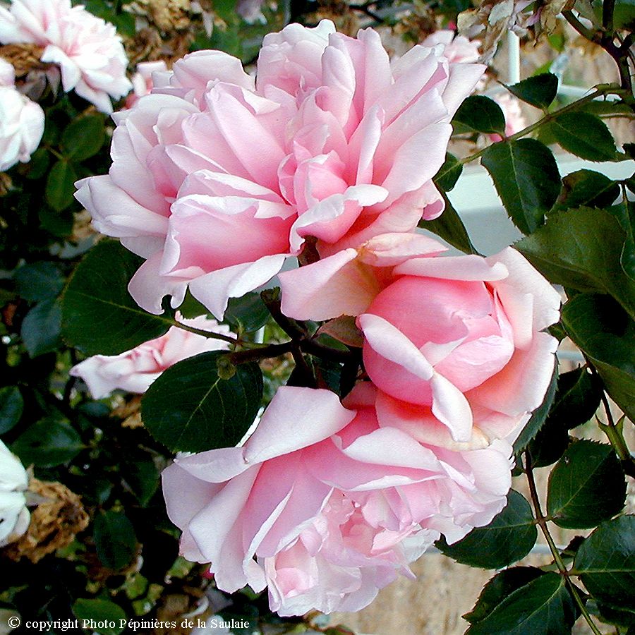 Albertine