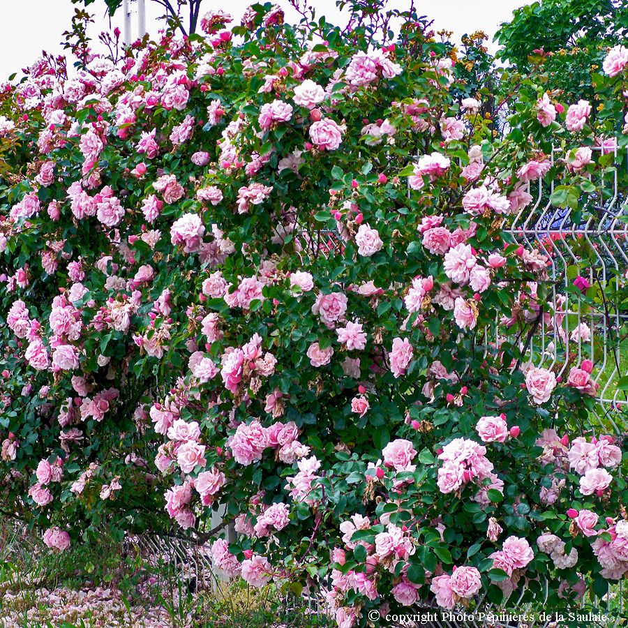 Albertine – Image 2