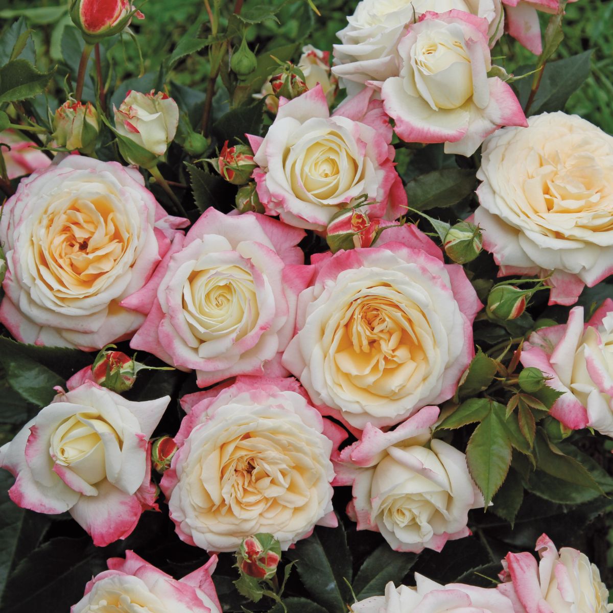 Alma® – Image 2