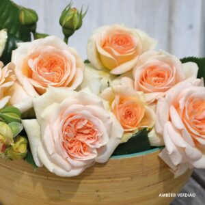 Voluptia Amber®