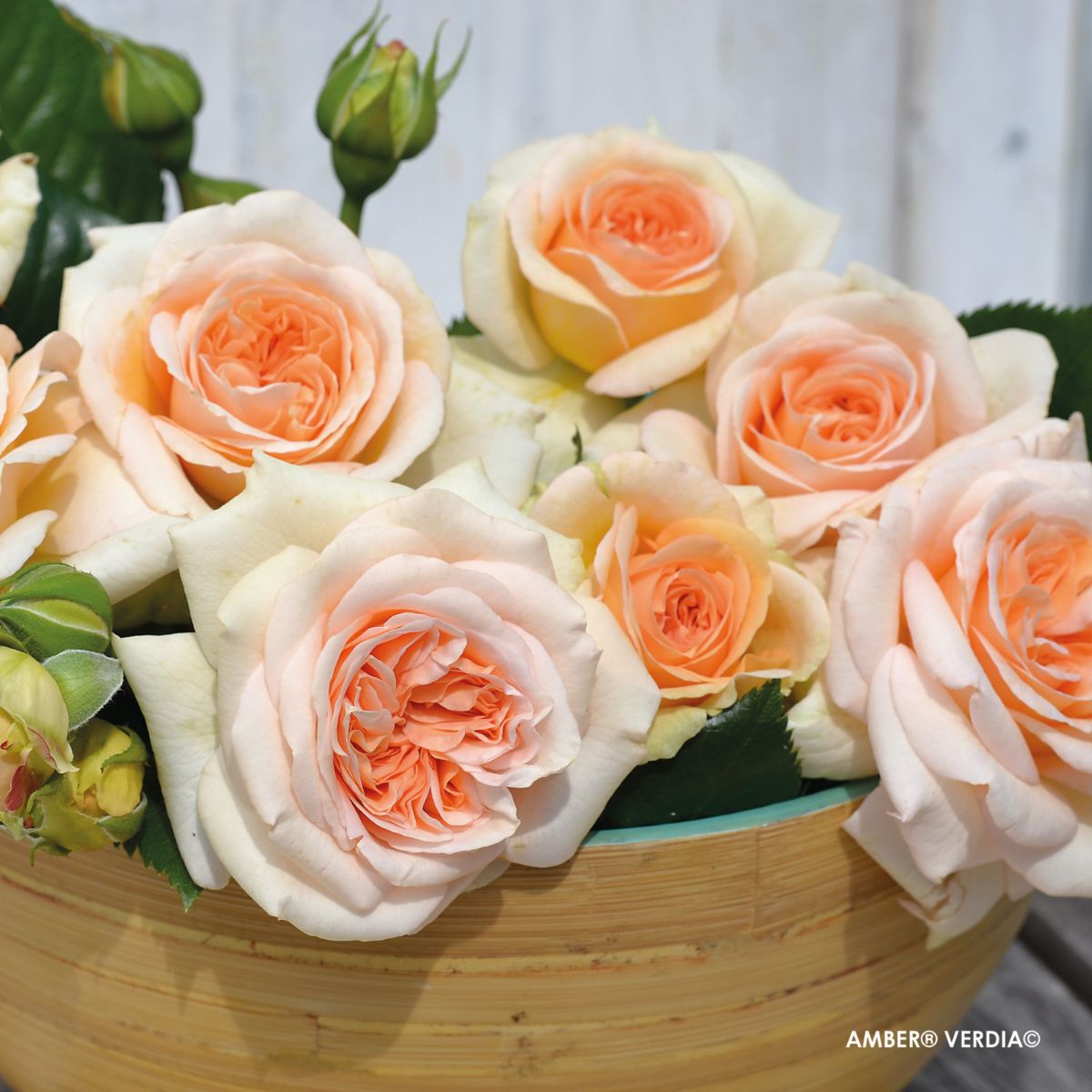 Voluptia Amber®