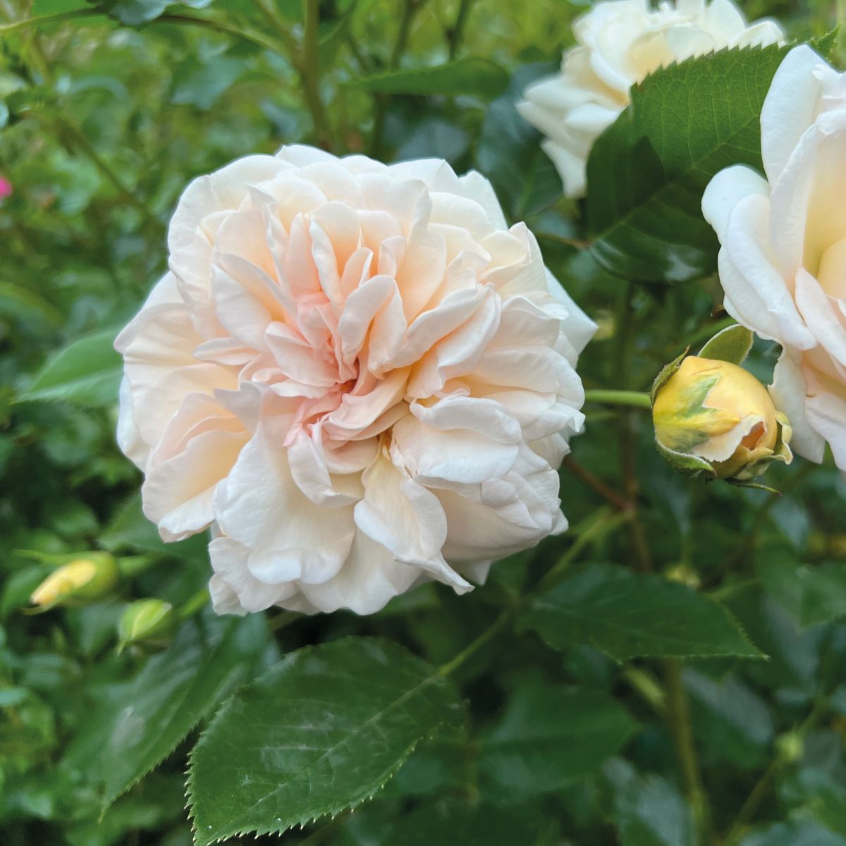 Voluptia Amber® – Image 3