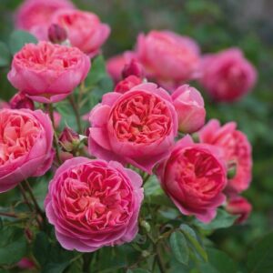 Rosiers anglais