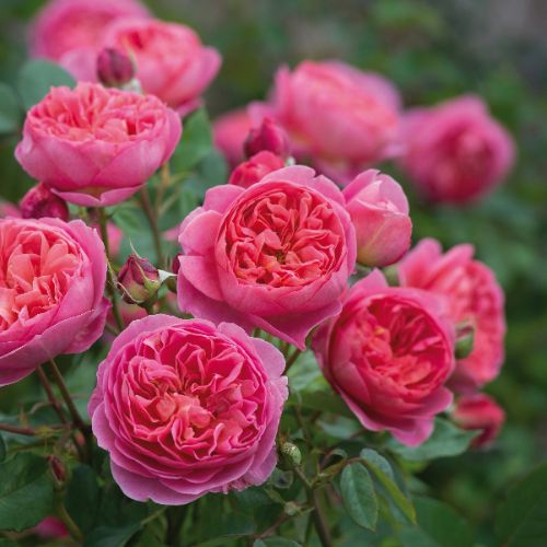 Rosiers anglais