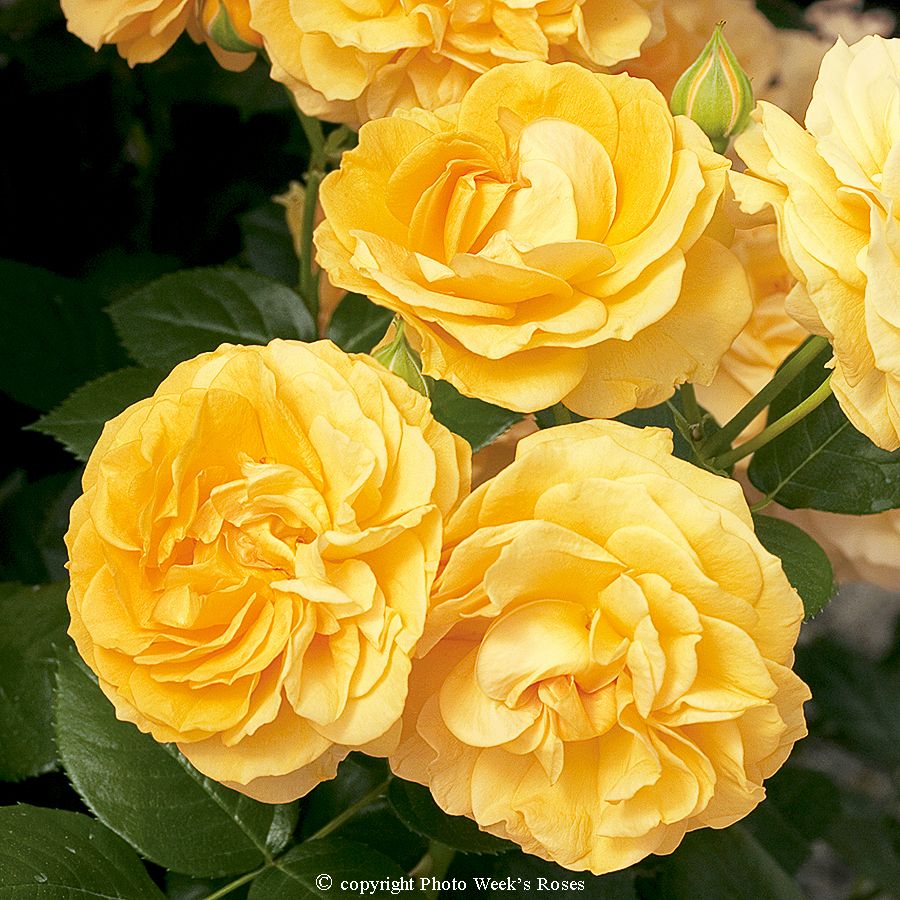 Anisade® – Image 2