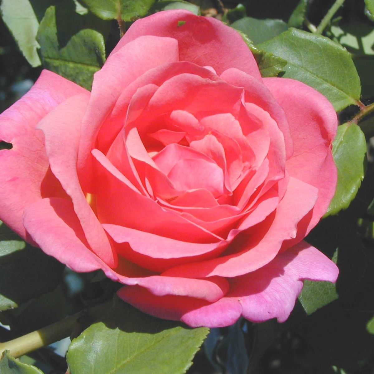 Astrée – Image 2