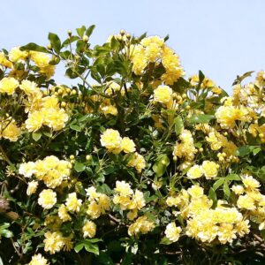 Banksiae Lutea