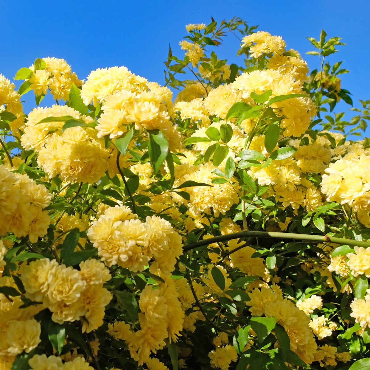 Banksiae Lutea – Image 2