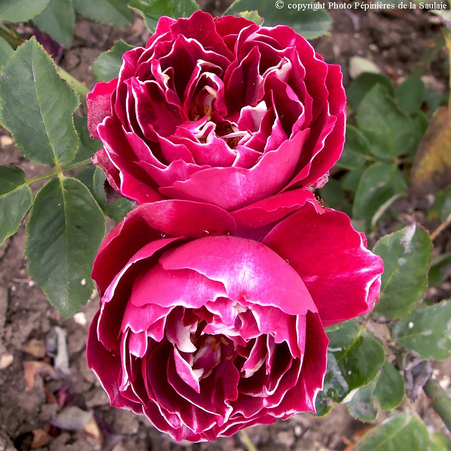 Baron Girod de l'Ain – Image 2