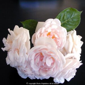 Blush Noisette