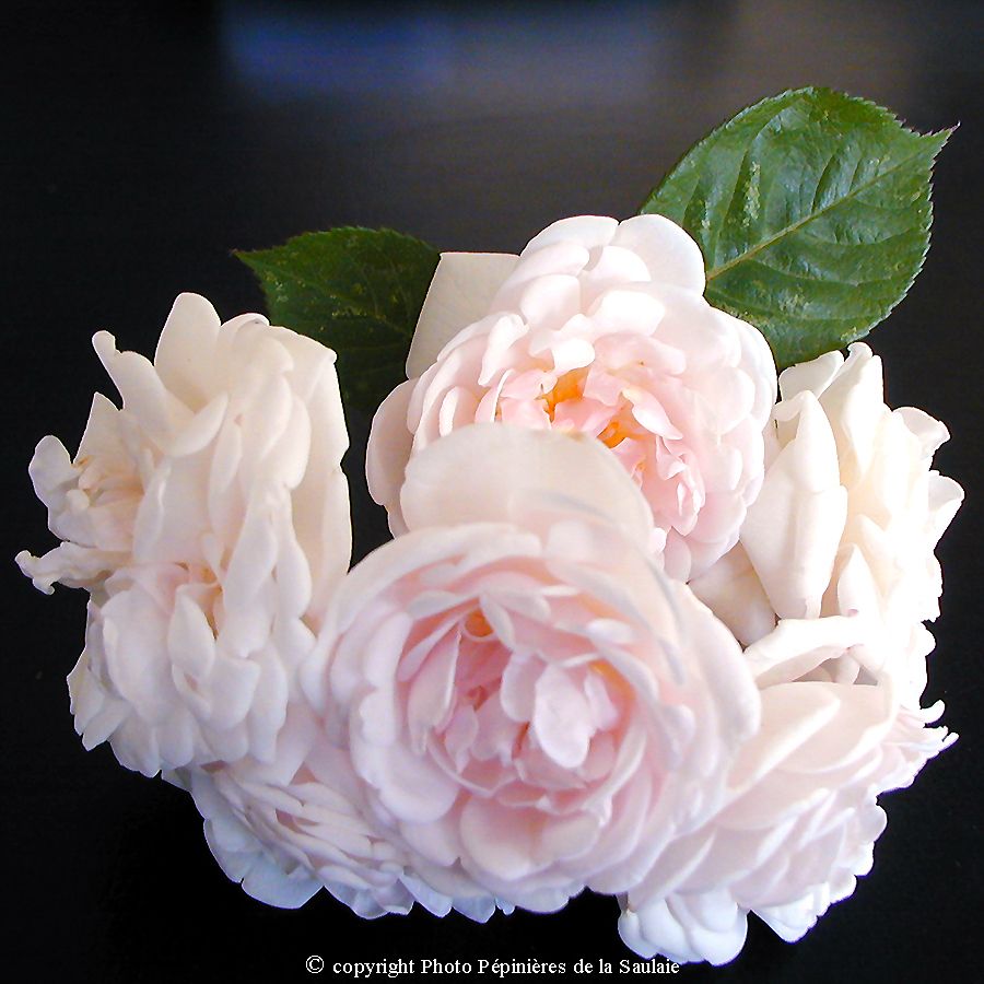 Blush Noisette