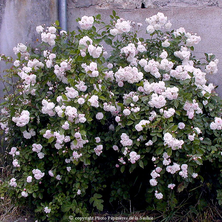 Blush Noisette – Image 2
