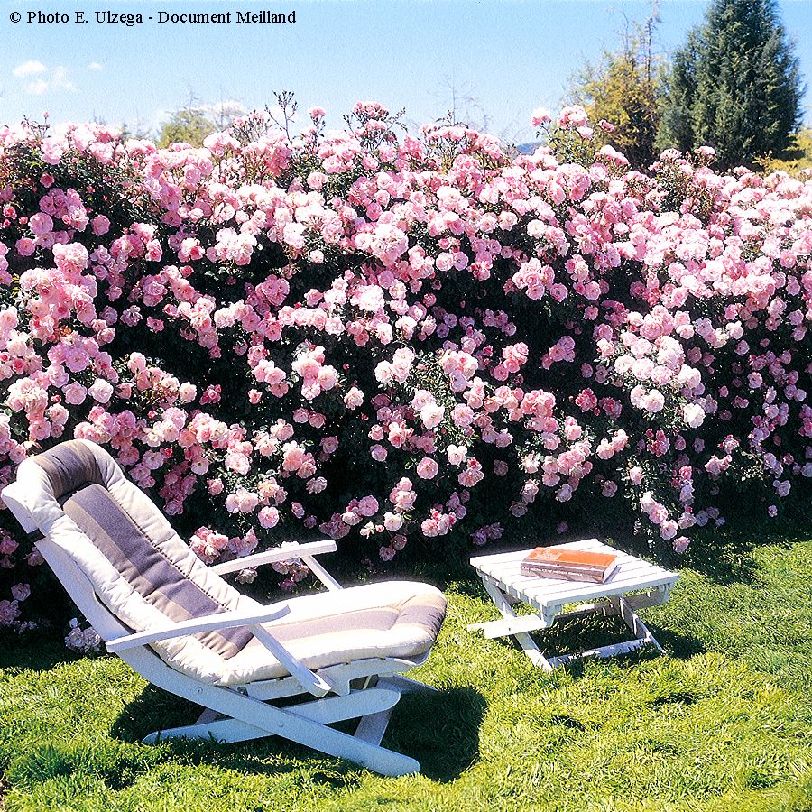 Bonica® – Image 2