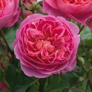 Boscobel®
