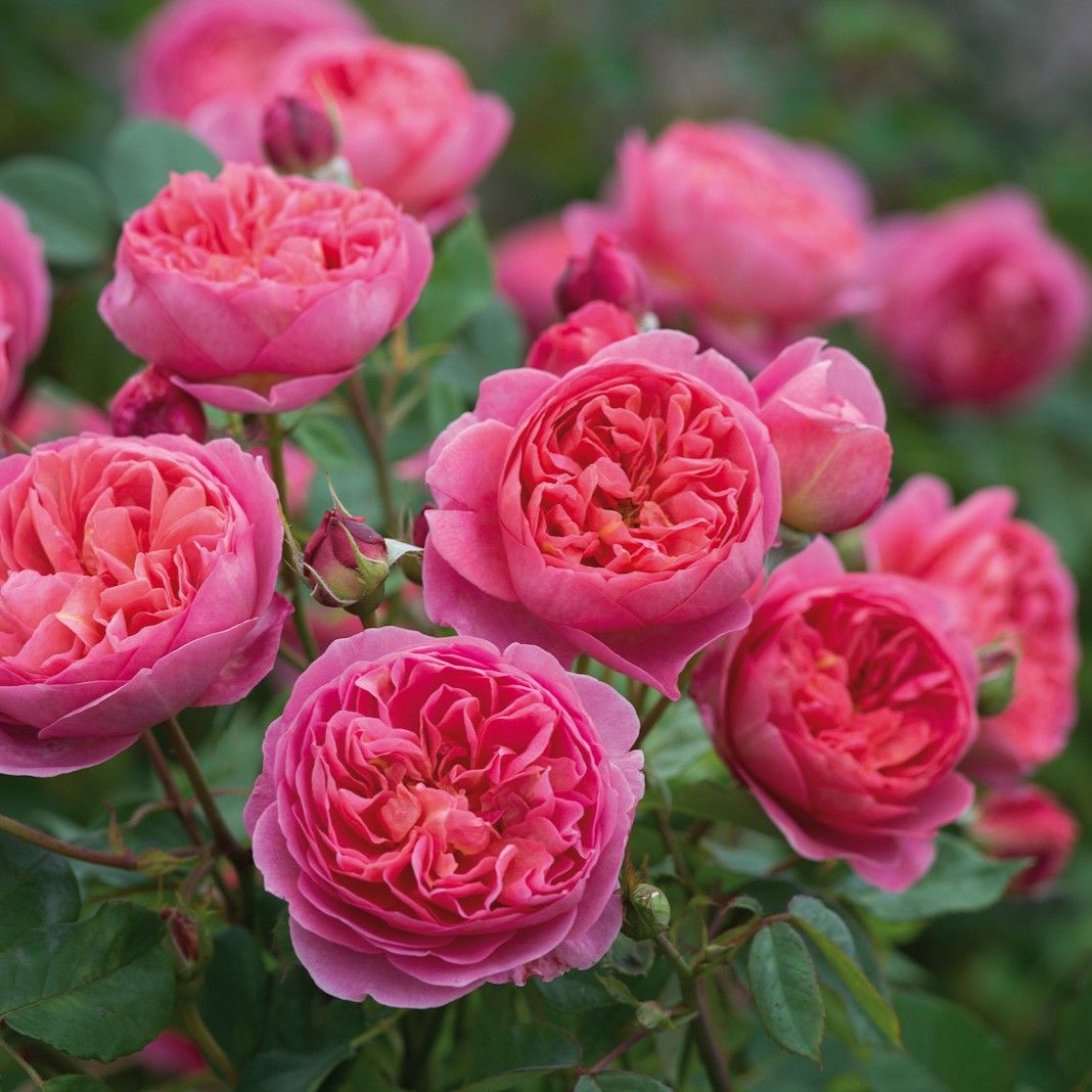 Boscobel® – Image 2
