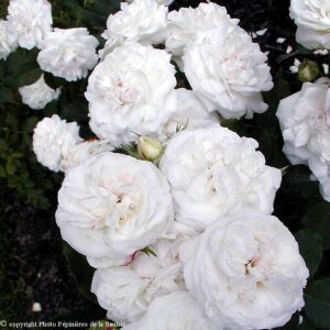 Boule de Neige