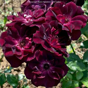 Burgundy Ice®