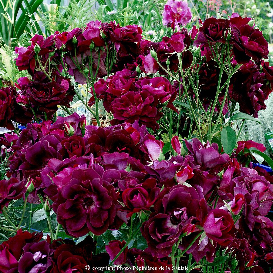 Burgundy Ice® – Image 2