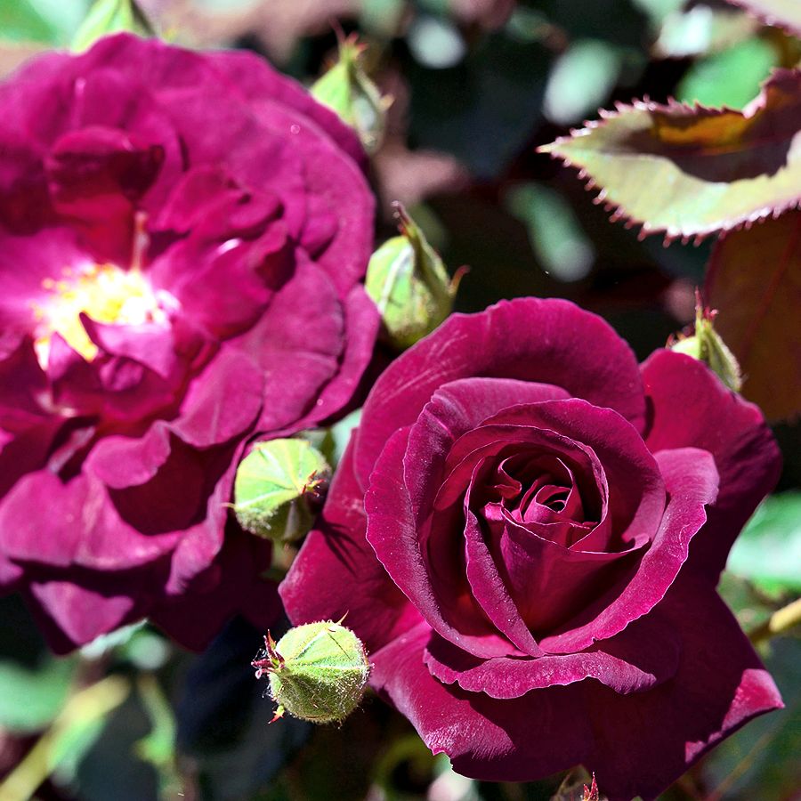 Burgundy Ice® – Image 3