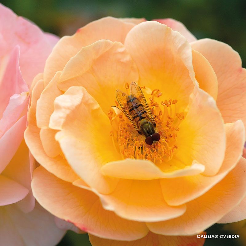 Calizia® – Image 3