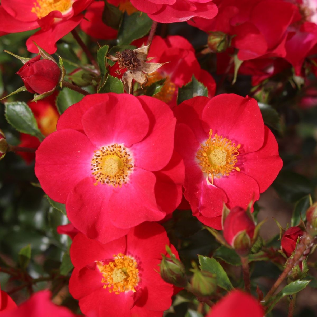 Code rouge® – Image 2