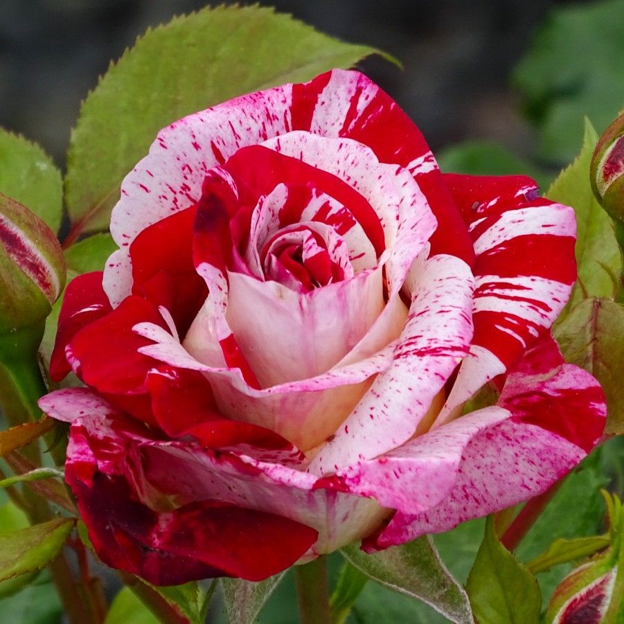 Coeur de Rockeur® – Image 2