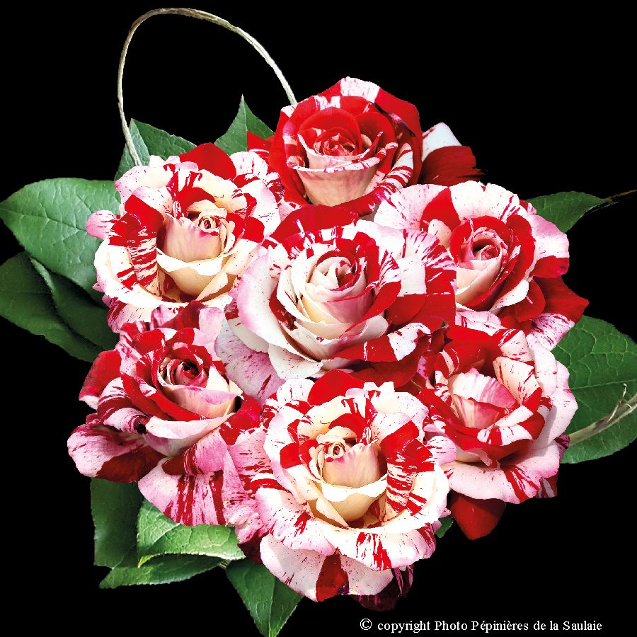 Coeur de Rockeur® – Image 3
