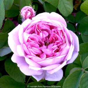 Comte de Chambord