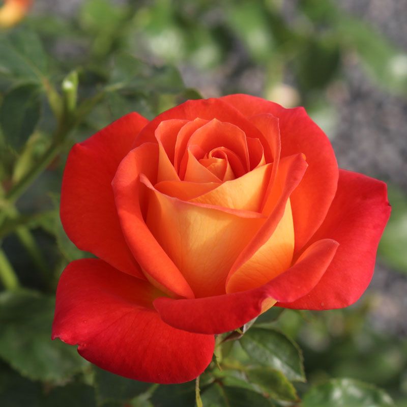 Coragold® – Image 2