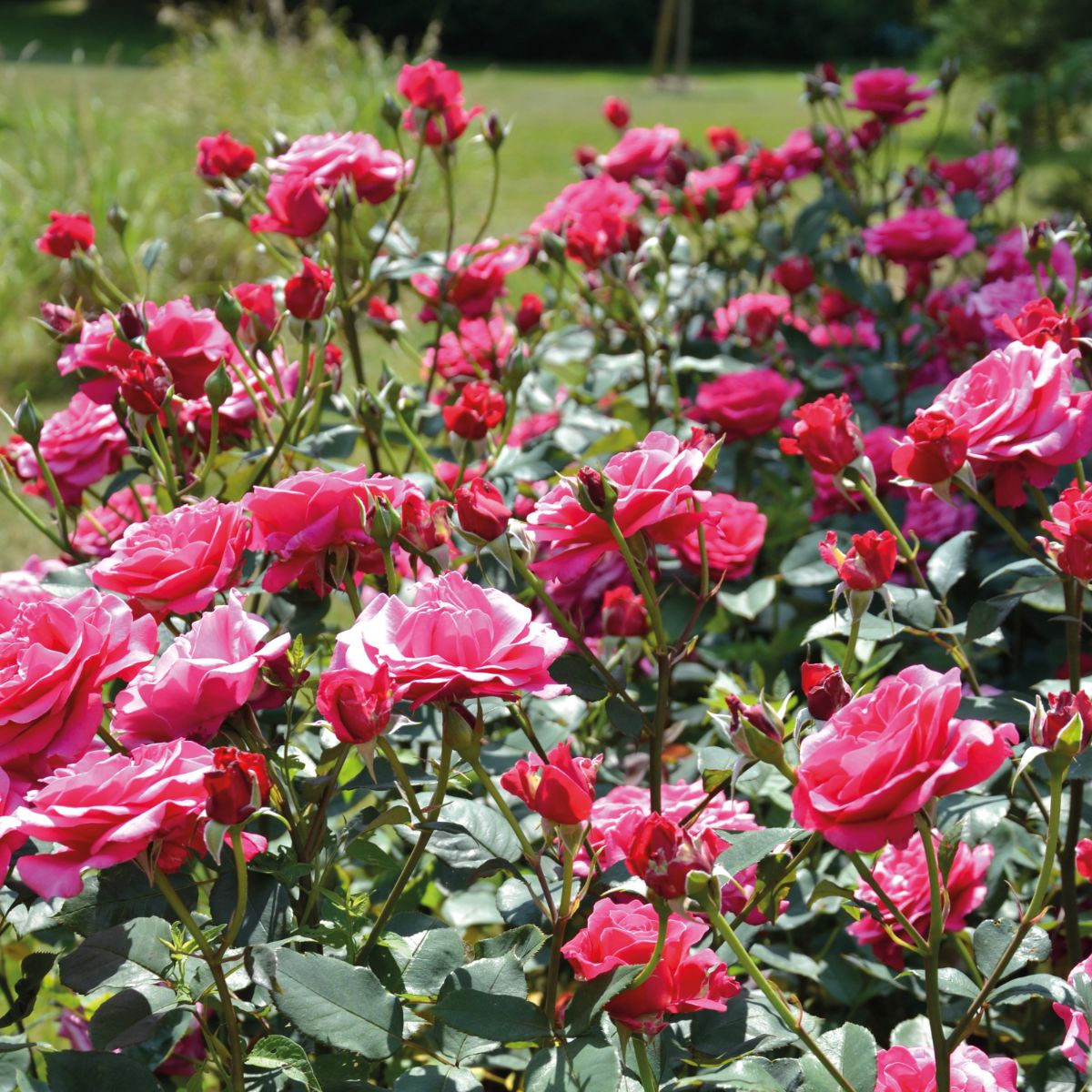 Voluptia Crazy Pink®