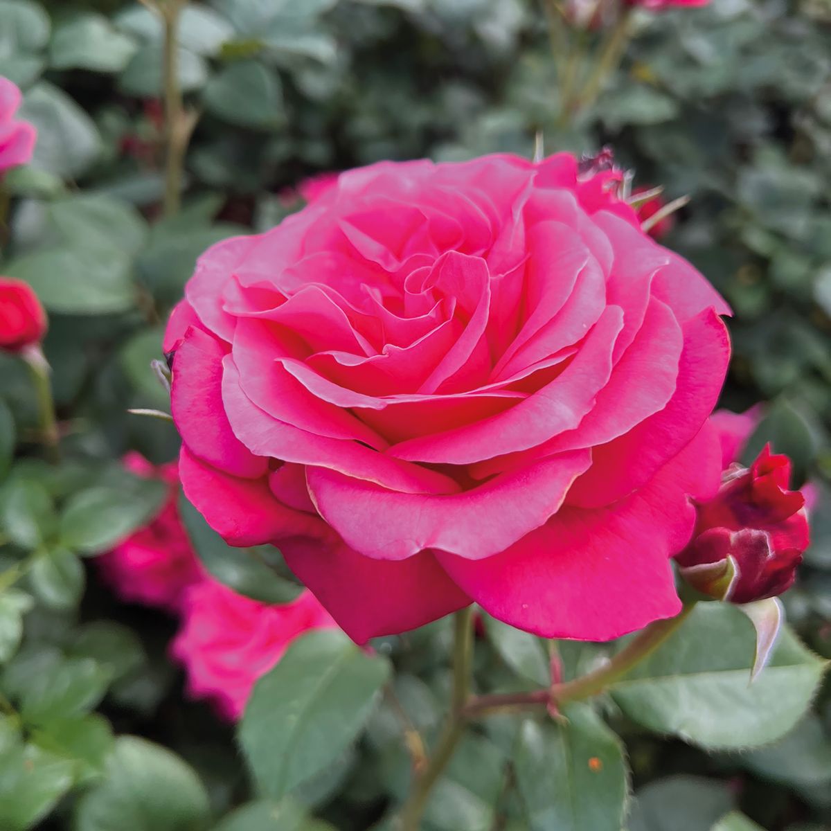 Voluptia Crazy Pink® – Image 2