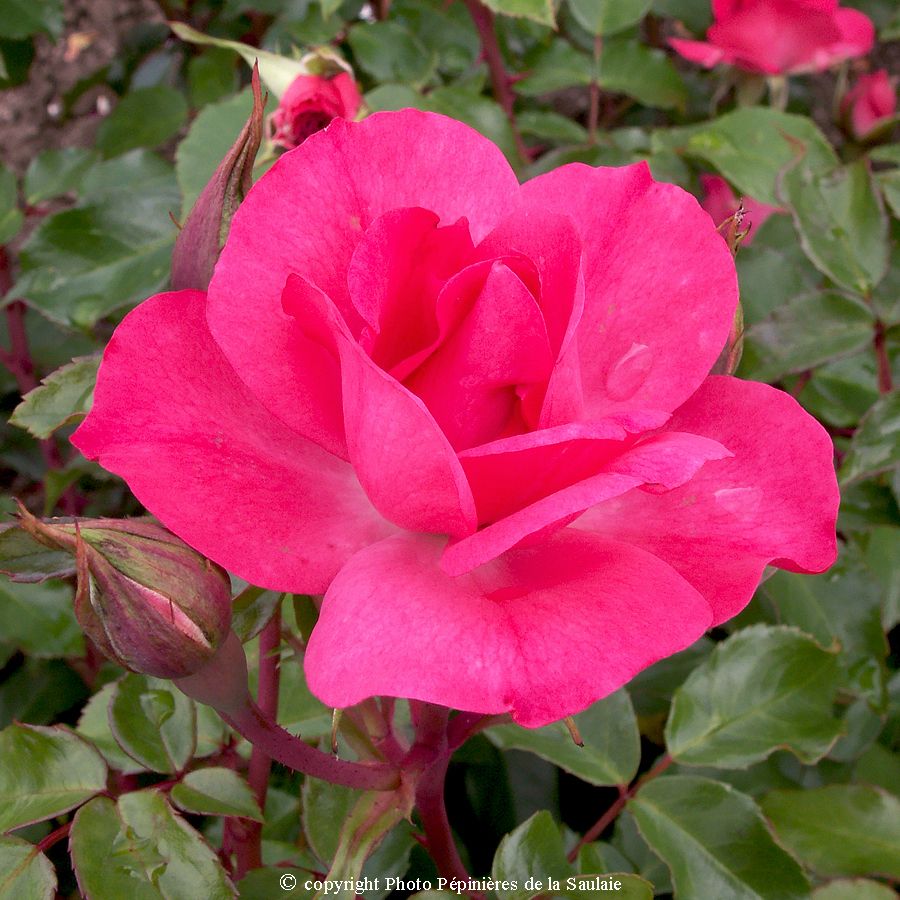 Cyclamen La Sévillana® – Image 2