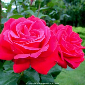 Dame de Coeur
