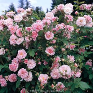 Domaine de Courson®