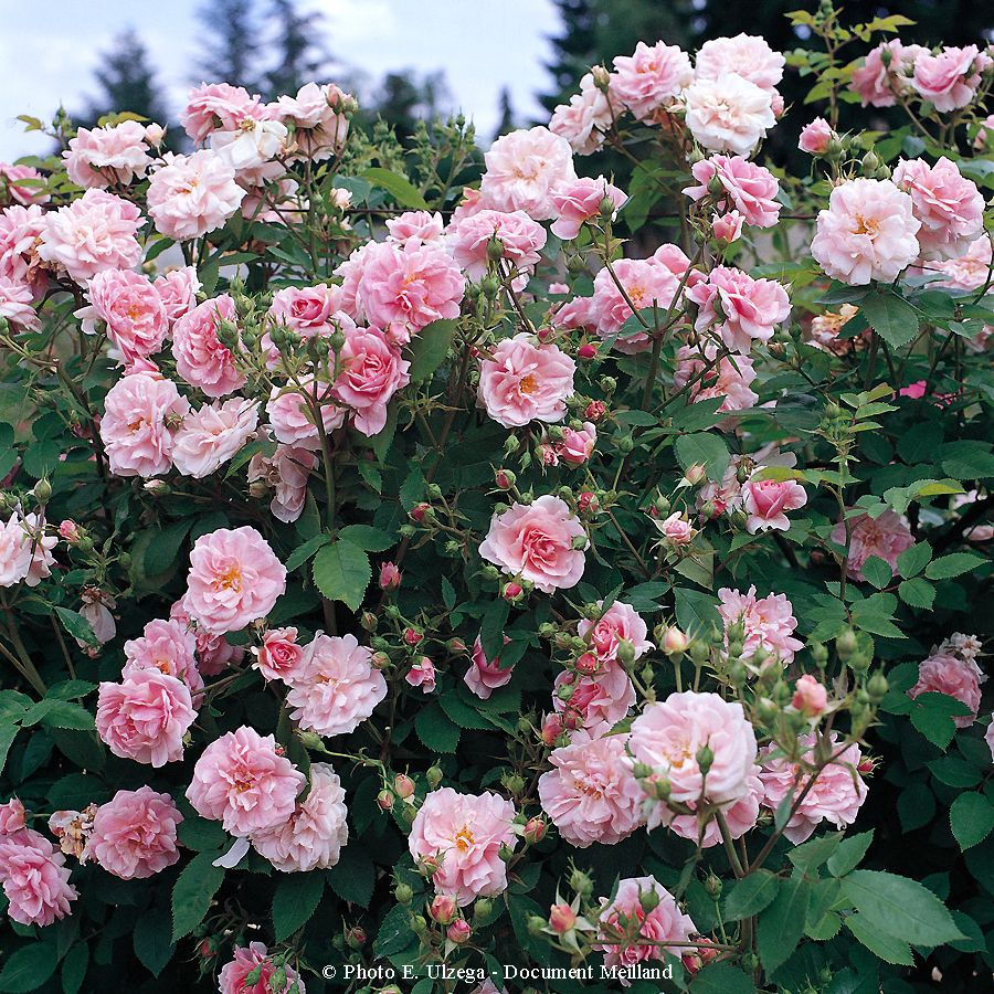 Domaine de Courson®