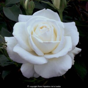 Douce Blanche®