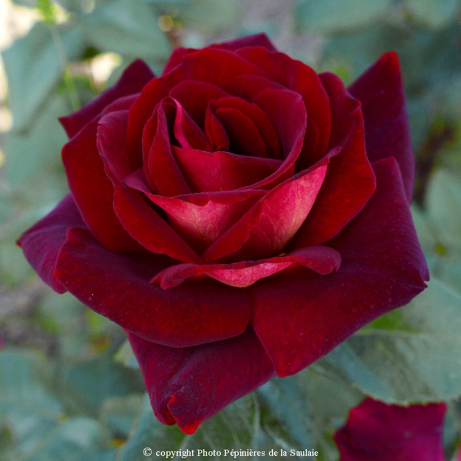 Eddy Mitchell® – Image 2