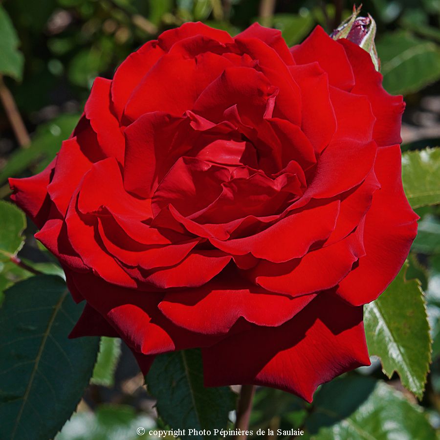 Édith Piaf® – Image 2