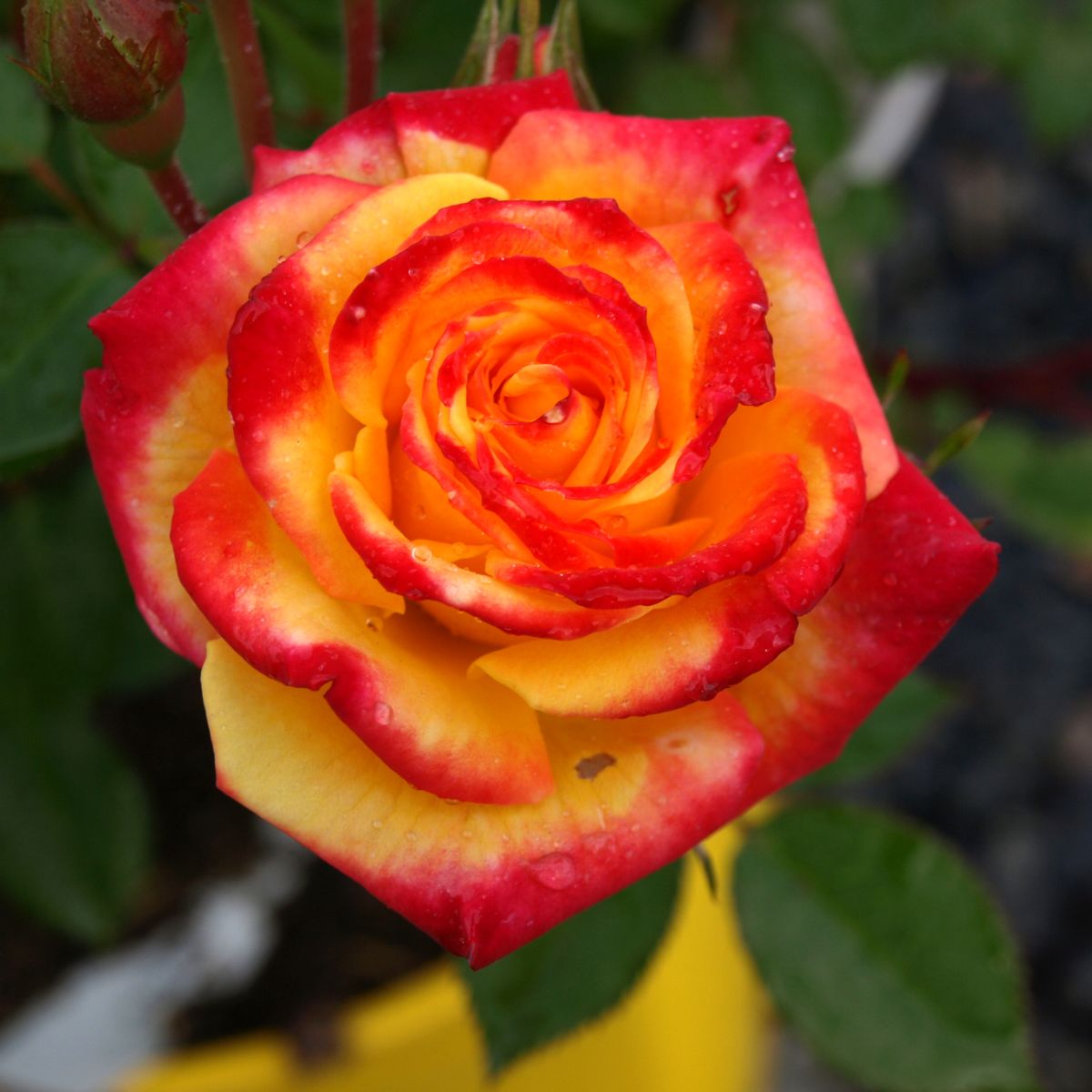Flamina® – Image 2