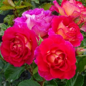 Fleurs groupées